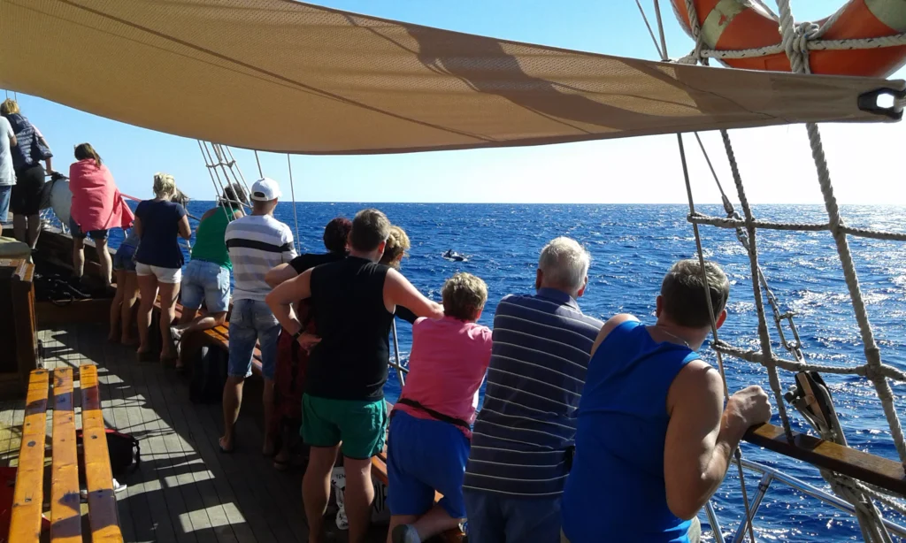 Whale Watching Teneriffa