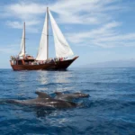 whale watching tenerife