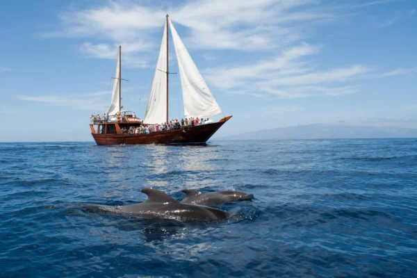 whale watching tenerife