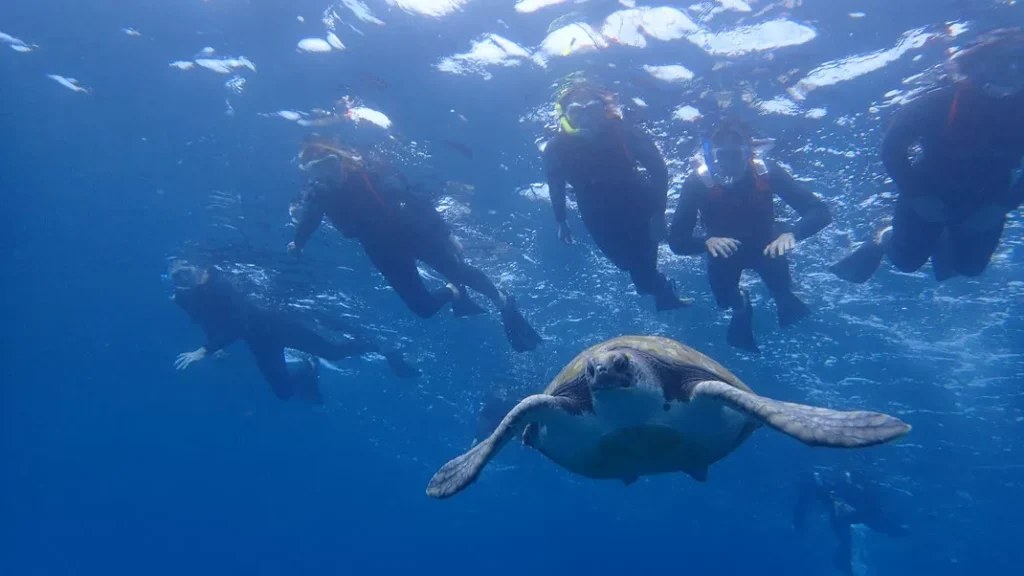 snorkel_turtles