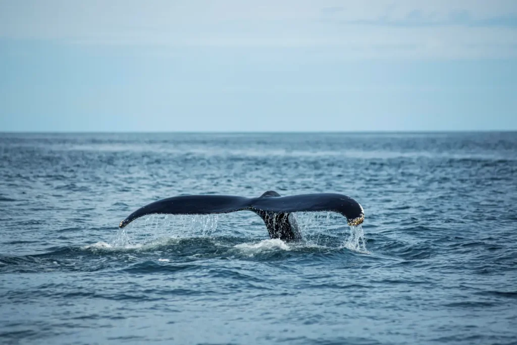 avistamiento de ballenas