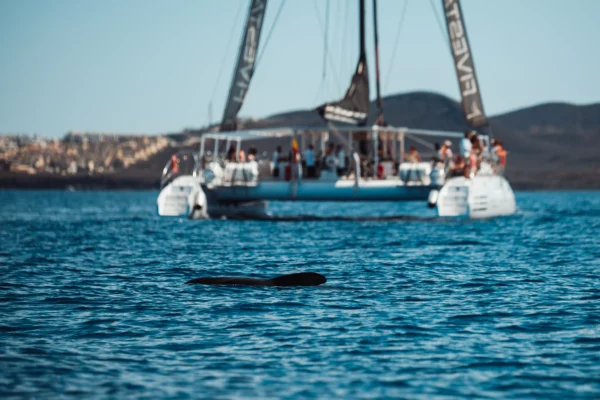 whale-watching-tenerife