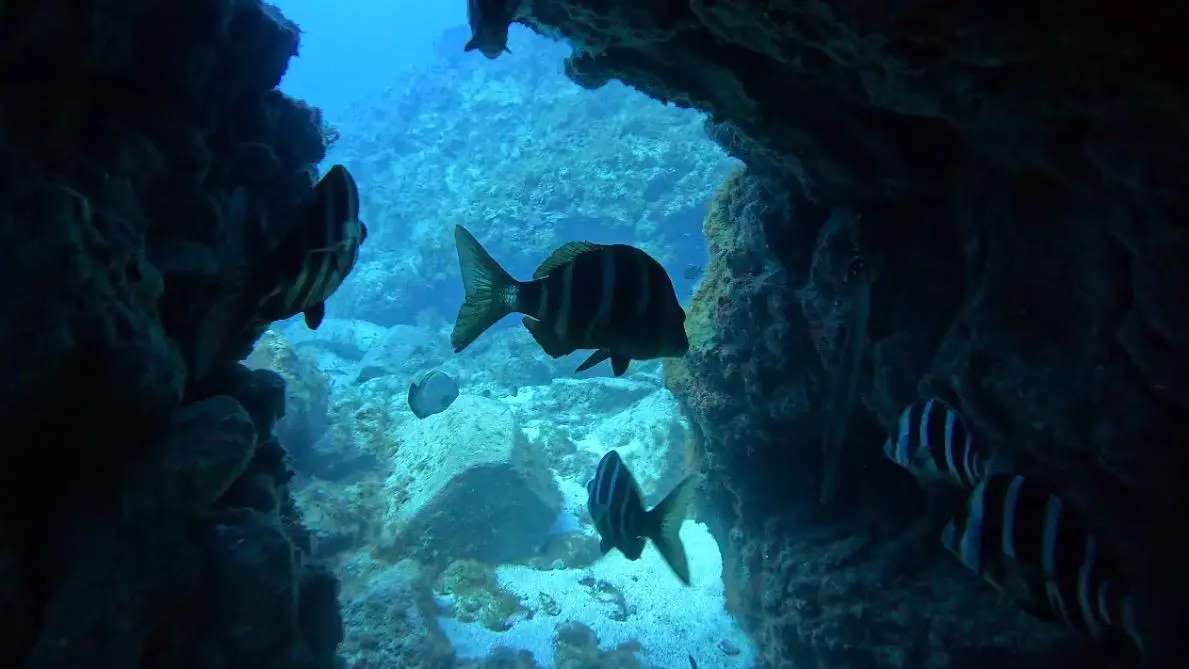 Snorkeling or Discover Scuba Diving (from Las Galletas) - Image 3