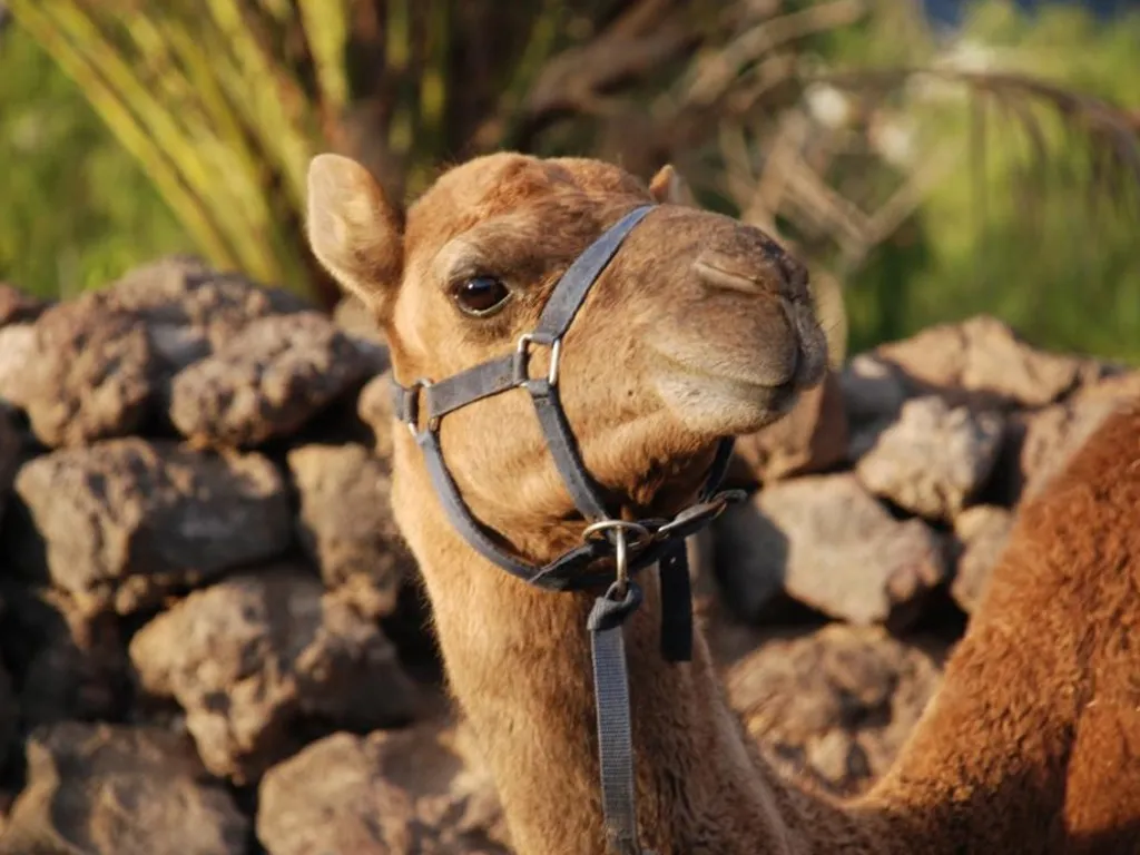 Camel Park