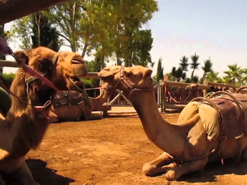 Camel Park - Image 2