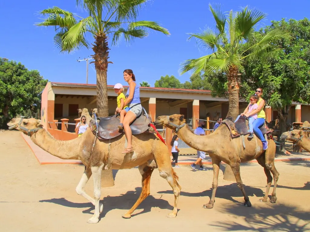 Camel Park - Image 3