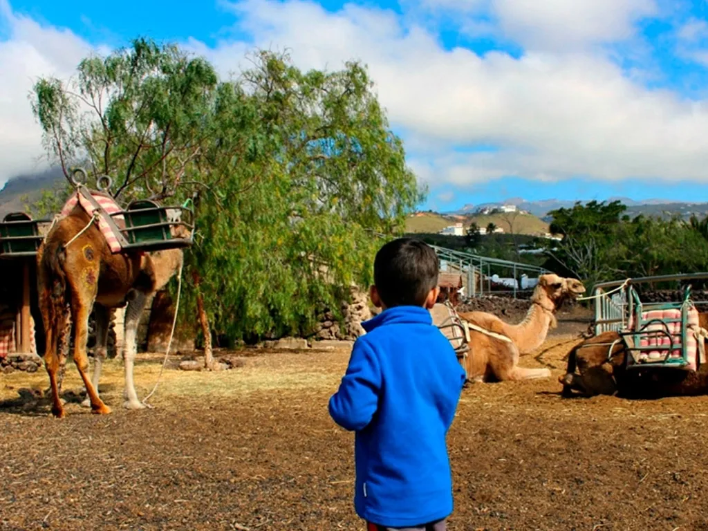 Camel Park - Image 5